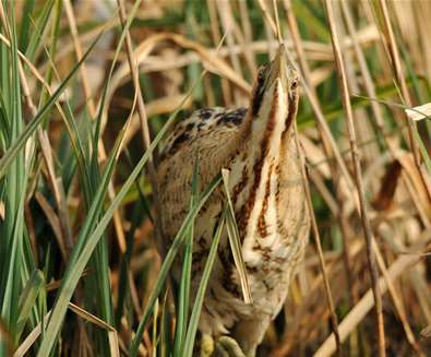 RSPB Minsmere Bittern Jon Evans RSPB Minsmere Bittern Jon Evans
