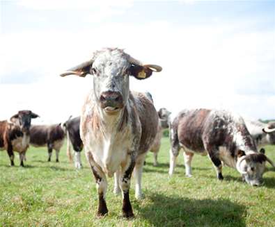 Kenton Hall - Longhorn Beef Kenton Hall - Longhorn Beef