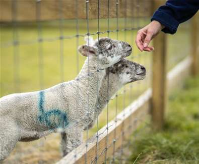 Lambs at Easton Farm Park