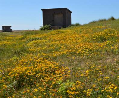 Landguard Peninsula 1 - credit Visit Felixstowe