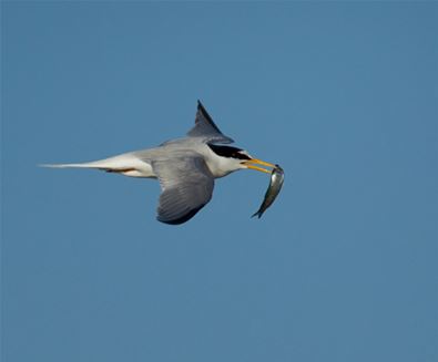 Little Tern - (c) Kevin Sawford Little Tern - (c) Kevin Sawford