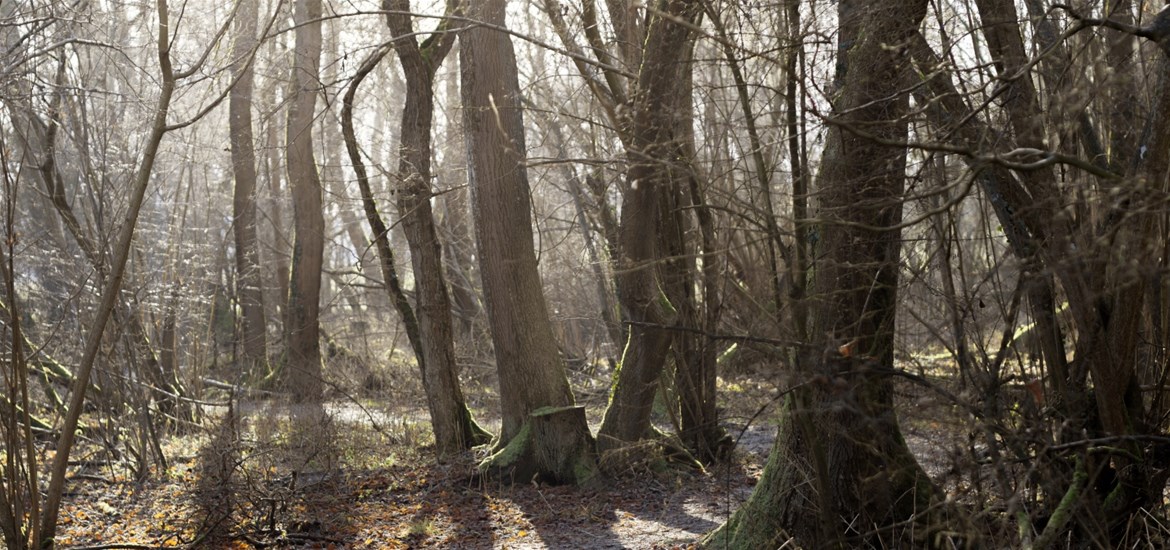 Wildlands - woodland