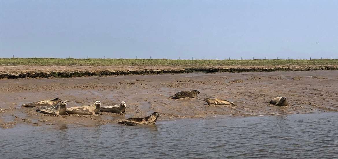 TTDA - Suffolk River Trips - Seals