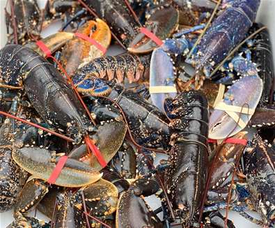 A passion for seafood - lobsters