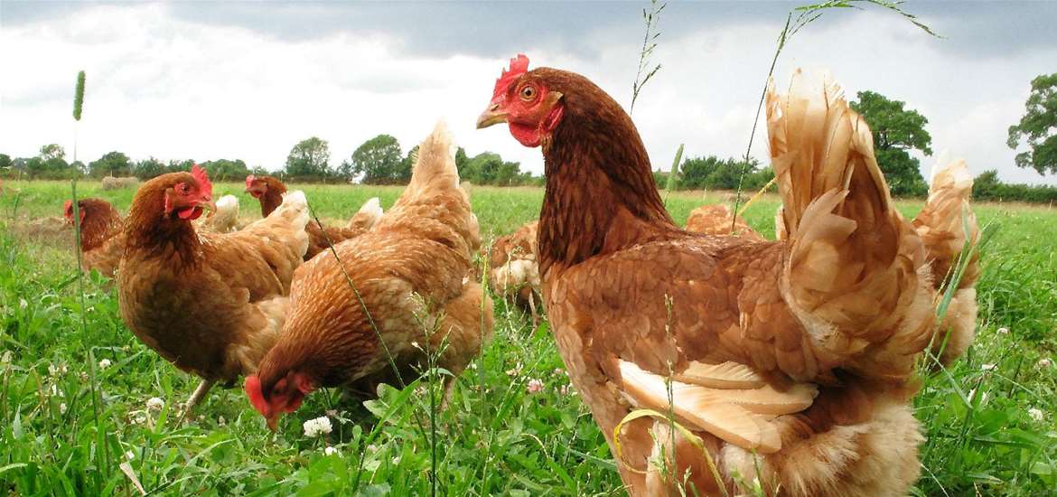 FD - Maple Farm Kelsale - chickens