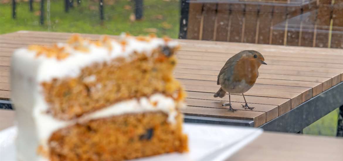 RSPB Minsmere - Main_Cake & Robin.jpg