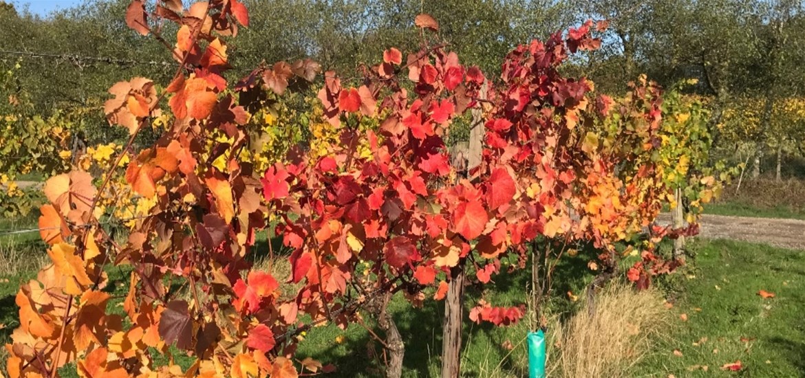 Valley Farm Vineyards - Trees