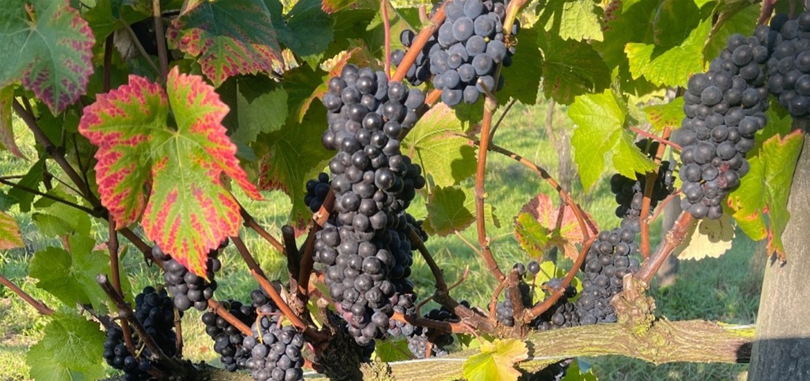 Valley Farm Vineyard - grapes