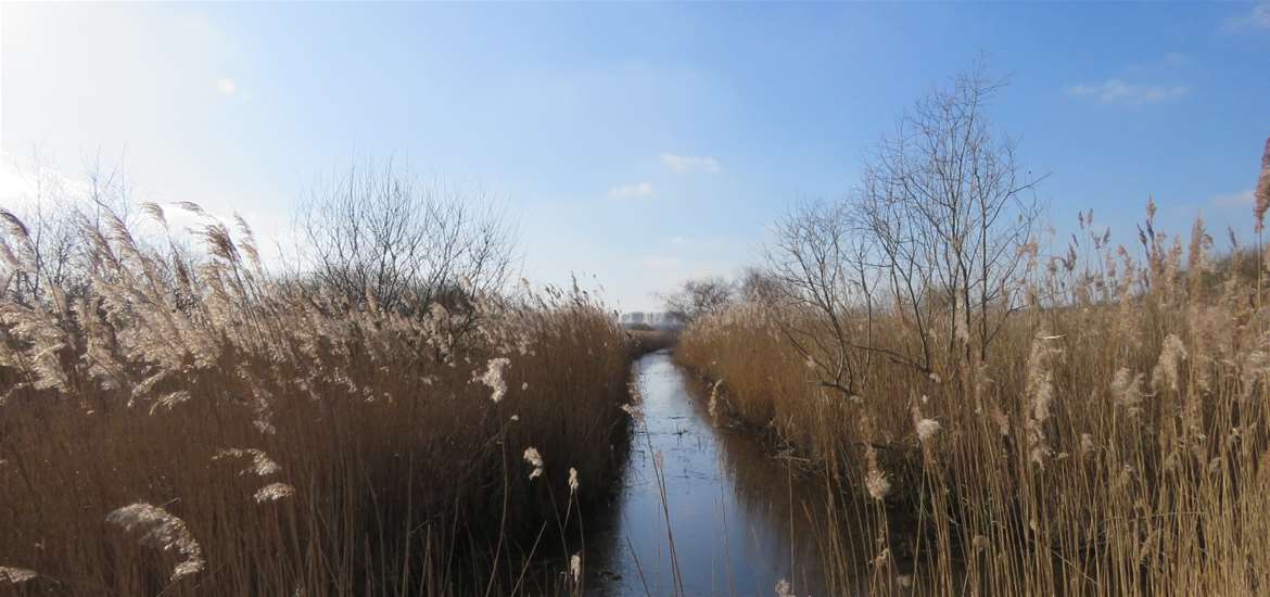 EXP - RSPB Minsmere - Reed beds