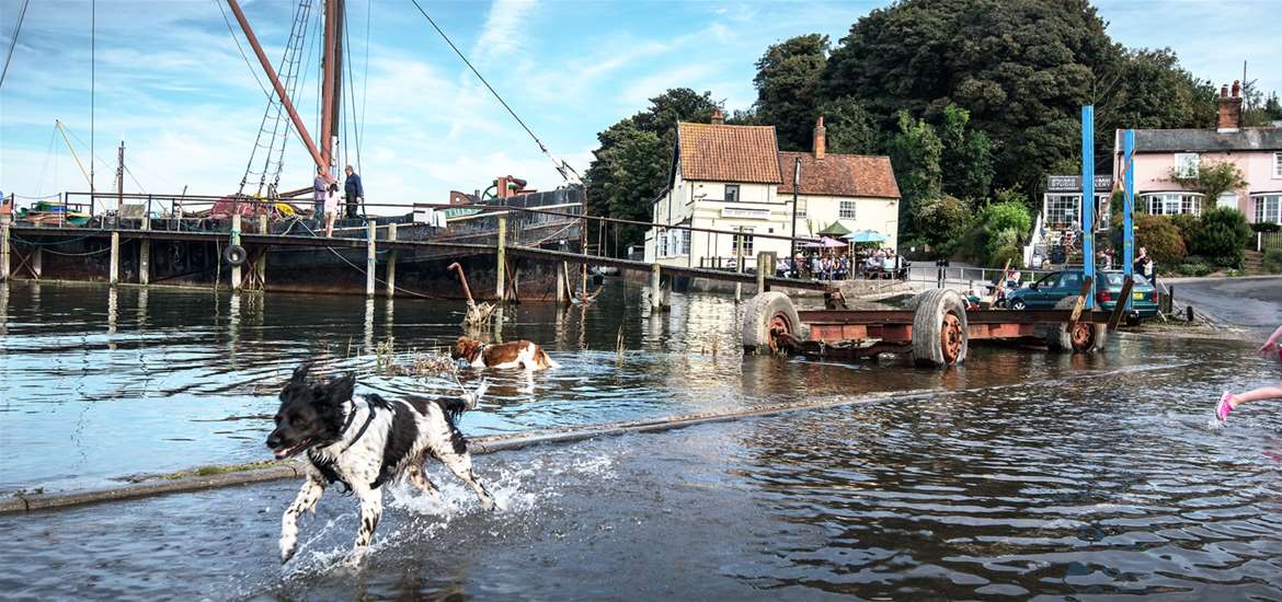 Dogs running at Pin Mill - Anthony Cullen