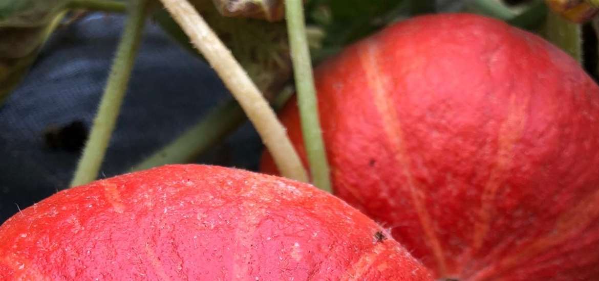 Maple Farm Kelsale Red Squash