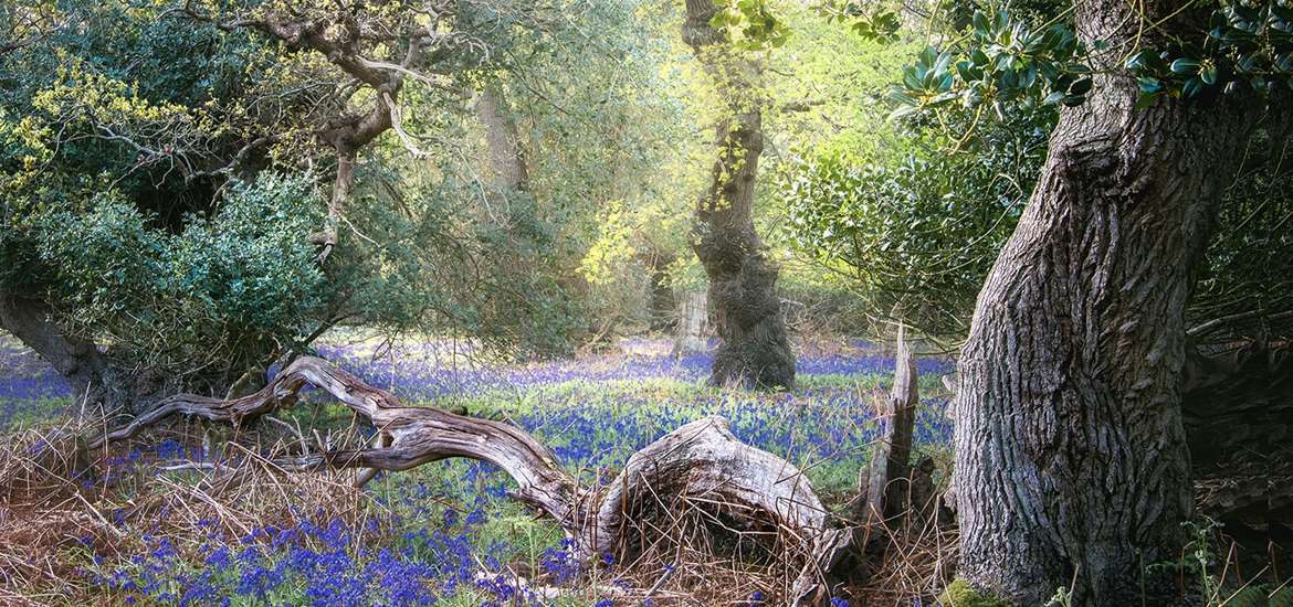 EXP - Gill Moon Photography - Bluebell wood at Staverton