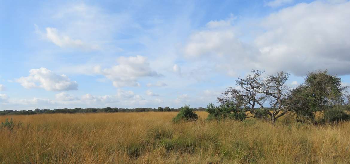 EXP - RSPV Minsmere - Westleton Heath