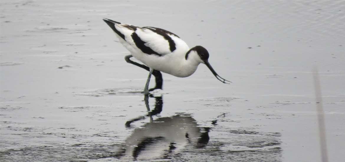 EXP - RSPB Minsmere - Avocet