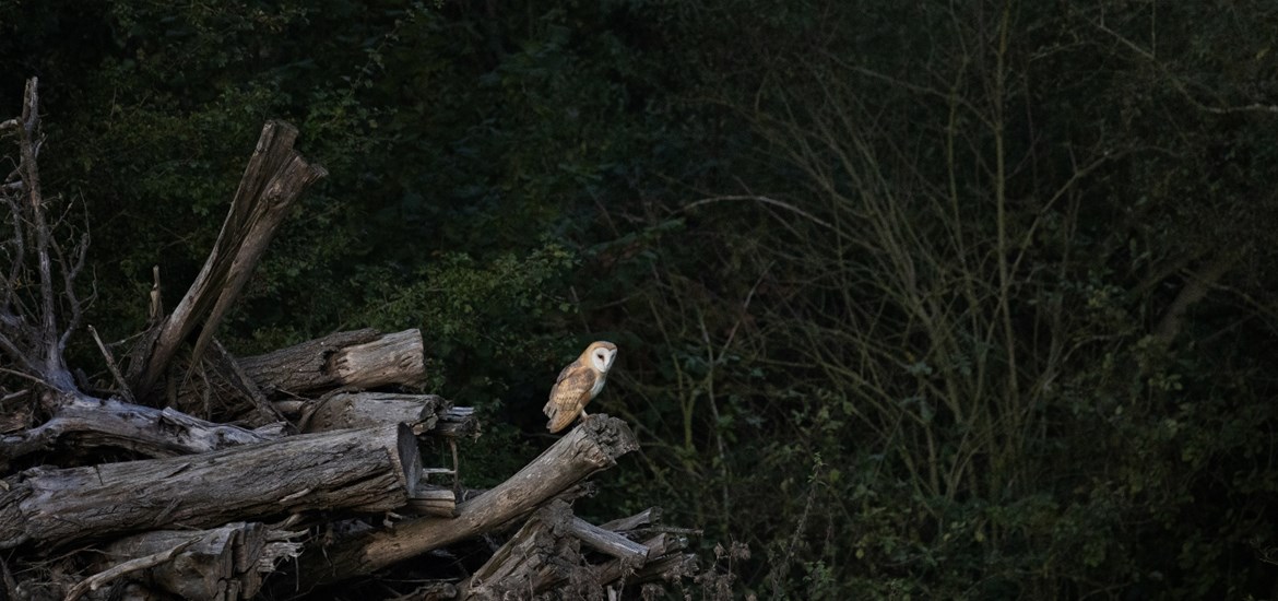Wildlands - Barn owl
