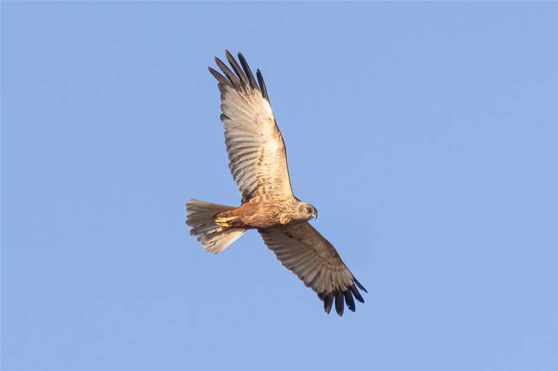 RSPB Minsmere - Marsh Harrier