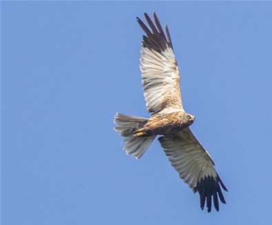 Hire a Guide at RSPB Minsmere