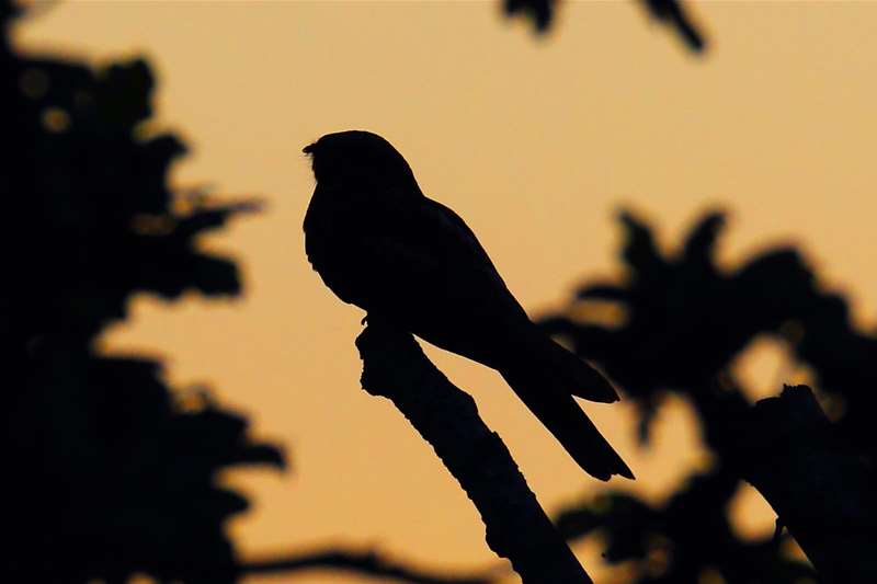 TTDA - Bawdsey Hall - Nightjar