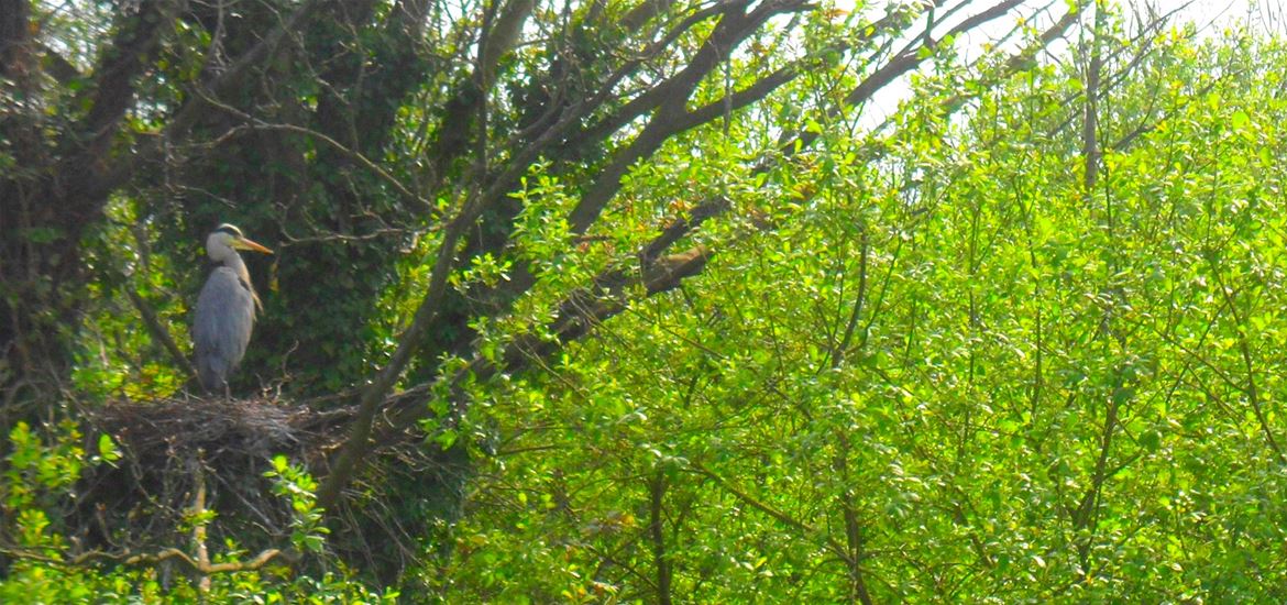 Waveney River Tours 2 - Attraction