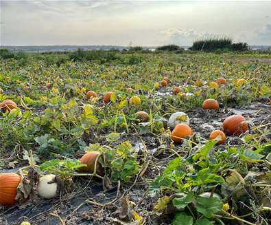 Old Hall Southwold - Pumpkin Patch