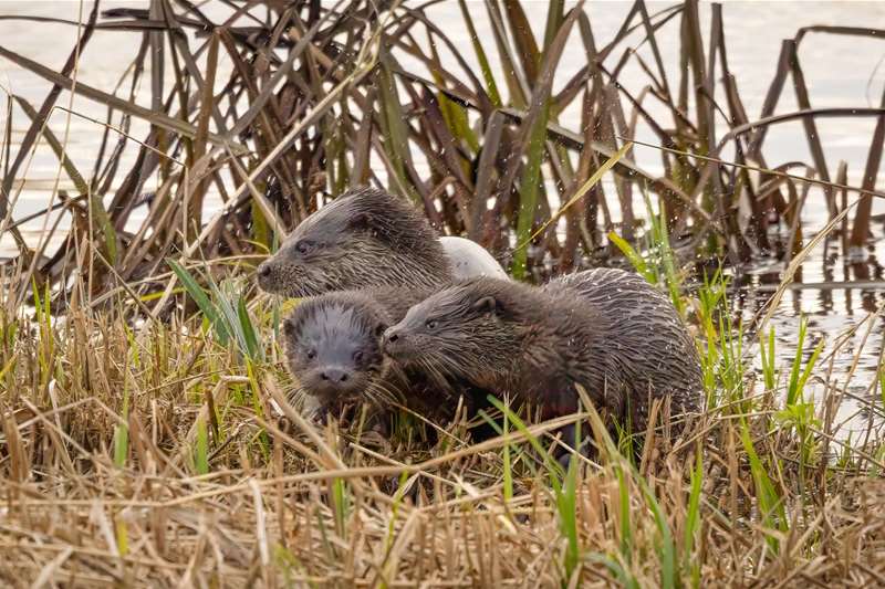 Otter at Minsmere (c) David Naylor