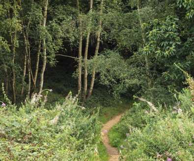 TTDA - National Trust Dunwich Heath - Forest