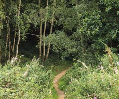 TTDA - National Trust Sutton Hoo - Woodland