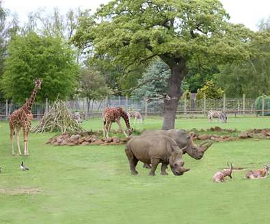 TTDA - Africa Alive - Plains animals TTDA - Africa Alive - Plains animals