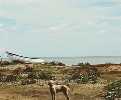 Sizewell Beach with Poodle