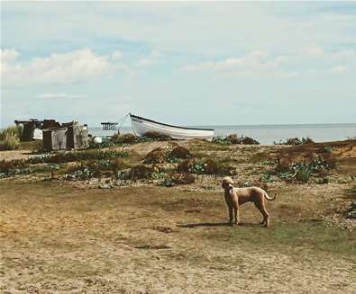 TTDA - Sizewell Beach - Dog on beach