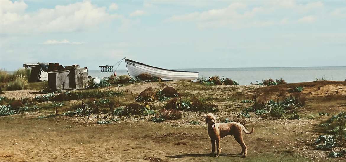 TTDA - Sizewell Beach - dog on beach