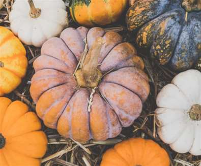 Pumpin Patch - Generic image