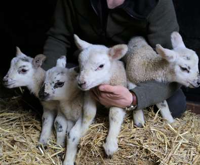 TTDA - Easton Farm Park - Lambs