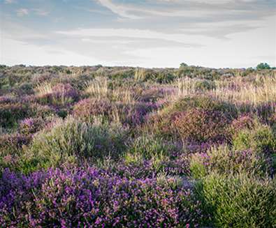 TTDA - RSPB Minsmere - Summer Heather