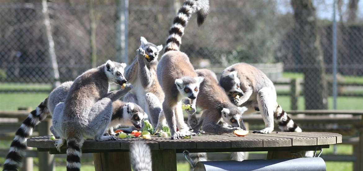 TTDA - Africa Alive! - Lemurs