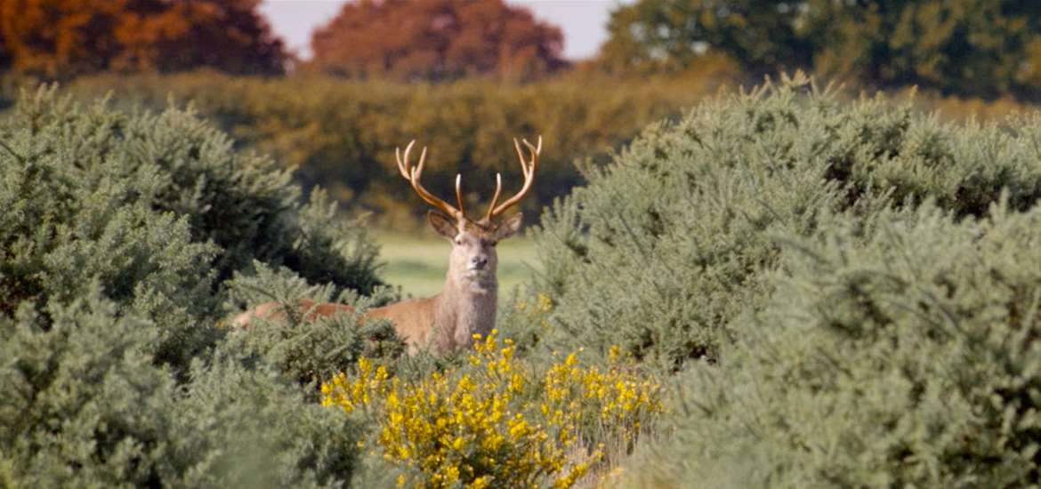 Red Deer on Westleton Heath
