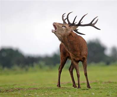 Stags, parasols and autumn fruitfulness