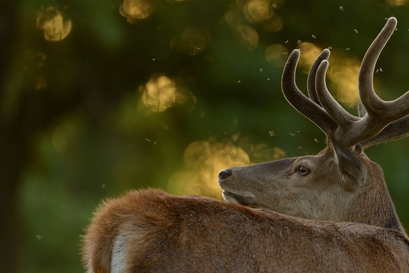 RSPB Minsmere - Red Deer