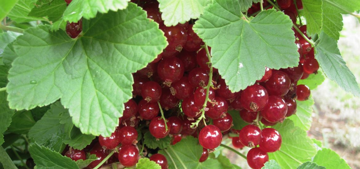 Redcurrants Pick Your Own