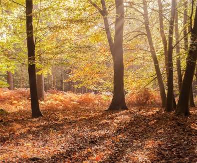 Rendlesham - (c) Gill Moon Photography