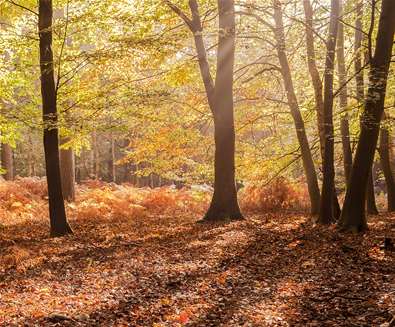 Rendlesham Forest - Gill Moon Photography