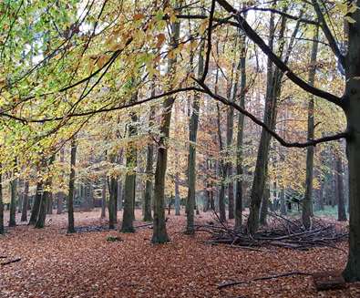 TTDA - Rendlesham Forest - autumn