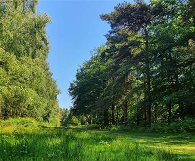 Rendlesham Forest