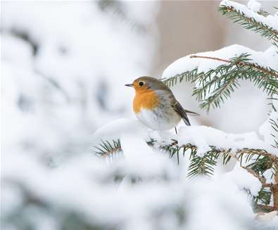 Carlton Marshes Christmas Grotto