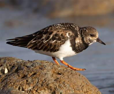 Wildlife Walk - Coastline and S..