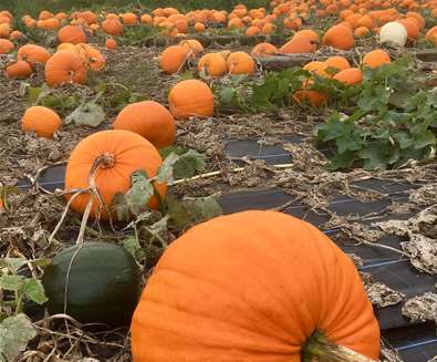 TTDE - Southwold Maize Maze - Pumpkins TTDE - Southwold Maize Maze - Pumpkins