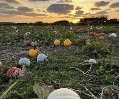Where to go Pumpkin Picking on The Suffolk Coast