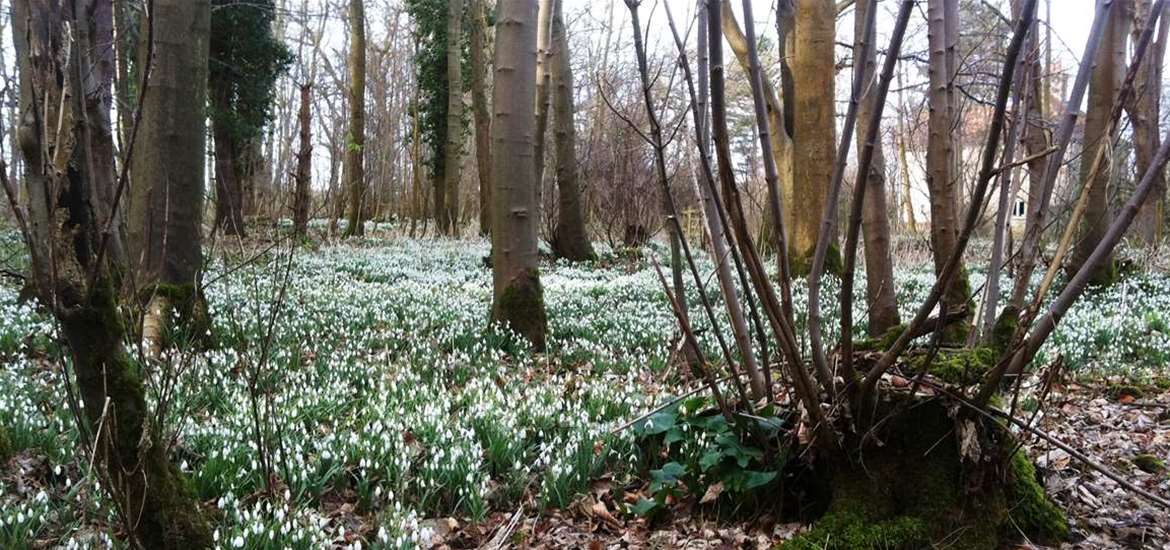 Articles - 6 Things for Spring - Snowdrops