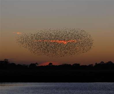 RSPB Minsmere - Starling Murmuration