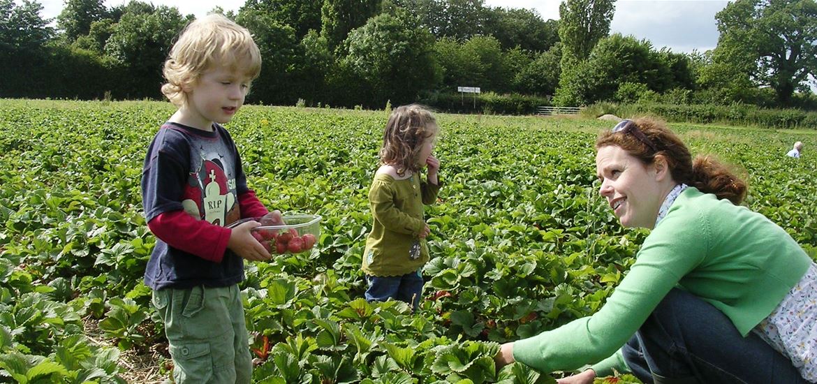 Strawberry Picking with the Kids